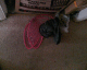 070719.Fallen_wings_t.gif