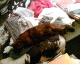 070802.ironing_caats_t.gif