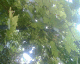 070806.Grapes_t.gif