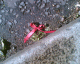 070817.ribbon_t.gif