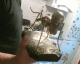 070906.As_spider_t.gif