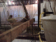 071009a.Zebra_finches_t.gif