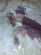 071020.Wedding_away.v0_t.gif