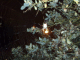 071028.Spider_t.gif