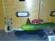 071028.teeth_cucumber_t.gif