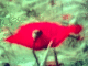 071105.Poppy_t.gif