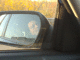 071106.Sleeping_Mark_Thomas_t.gif