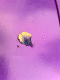 071111.Purple_cabbage_t.gif