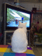 071114.Bear_watching_t.gif