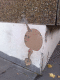 071114.onion_unicorn_t.gif
