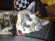 071120.Cat2_t.gif