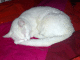 071120.Cat_t.gif
