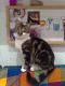 071205.Trix_t.gif