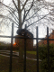 071209.Lost_shoe_t.gif
