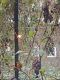 071222.Robin_grapes_t.gif