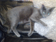 071224.Silky_grey_t.gif