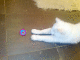 071225.cracker_toy_t.gif