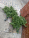 071226.Early_False_t.gif