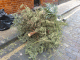 071230.Dead_Tree1_t.gif