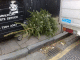 071230.Dead_Tree2_t.gif