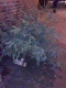 080101Dead_tree2_t.gif