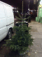 080105.Dead_tree1_t.gif