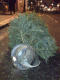080105.Dead_tree2_t.gif