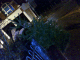 080112.dead_tree_again2_t.gif