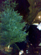 080112.dead_tree_again_t.gif