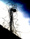080124.winter_wisteria_t.gif