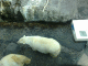 080220.Pacing_Polars_t.gif