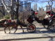 080220.Park_Rides_t.gif