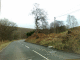 080305.My_tree_t.gif