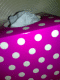 080309.pink_tissues_t.gif