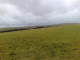 080311.Sheep_t.gif