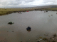 080314.Poison_Pond_t.gif