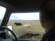 080315.Two_bulls_t.gif
