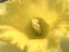080321.Welsh_Daff_t.gif