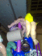 080325.Lost_home_t.gif