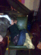 080327.Sleeping_Golly_t.gif