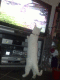 080328.Watch_birdie_t.gif