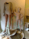 080427.Frog_t.gif