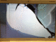 080516.Broken_screen_t.gif