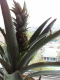 080520.Pineapple_train_t.gif