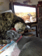 080525.Cat_caring_t.gif
