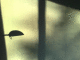 080531.Shadow_t.gif