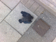 080613.Dead_jackdaw_t.gif