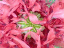080625.Tate__sexy_poppy4_t.gif