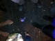 080710.The_Peth_after_t.gif