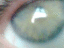 080711.Green_t.gif